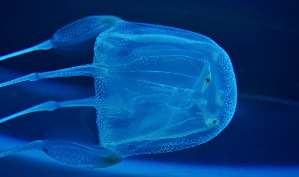 A jellyfish in water