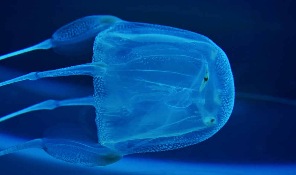 Should You Pee on a Jellyfish Sting?