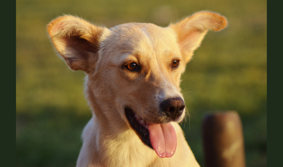 Closeup of a short-haired dog with pointy ears and tongue hanging out in golden sunshine