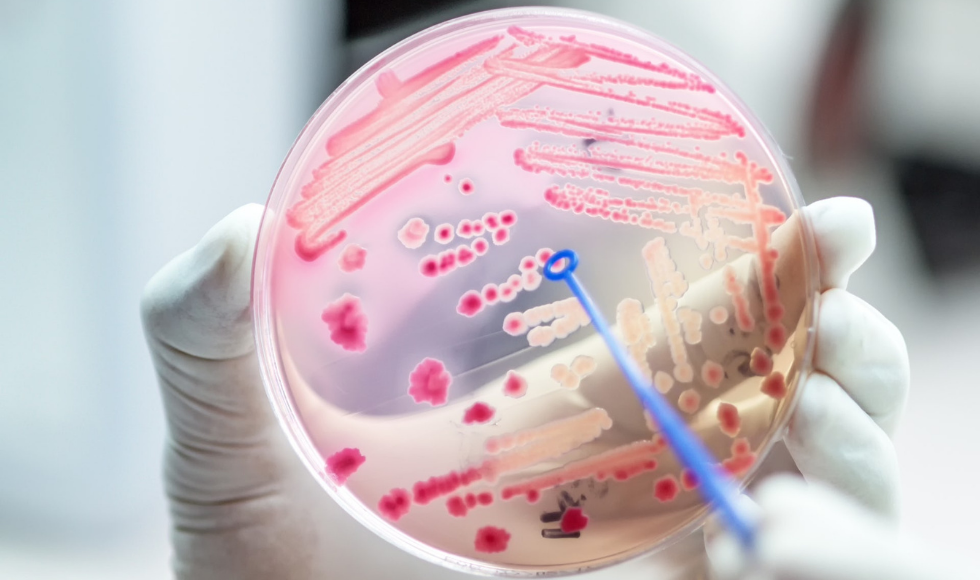 Gloved hands holding a petri dish with organisms visible in it
