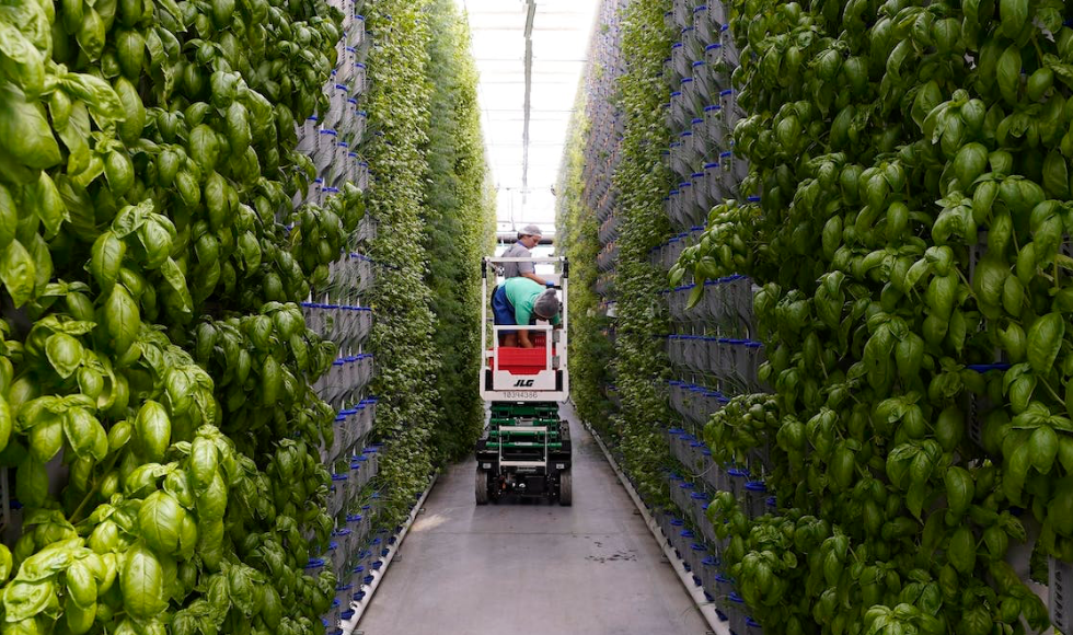 Workers use a lift to check herbs at a vertical farm greenhouse in Cleburne, Texas. (AP Photo/LM Otero)