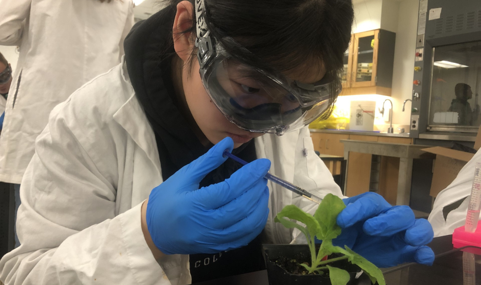 A student wearing goggles, gloves and a lab coat injects something into a plant using a syringe