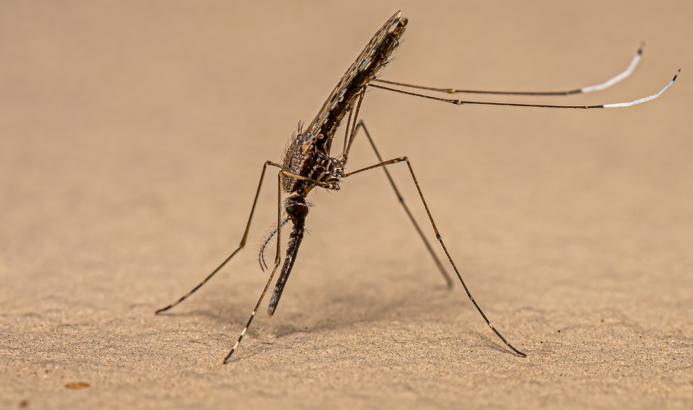 A closeup of a mosquito on skin