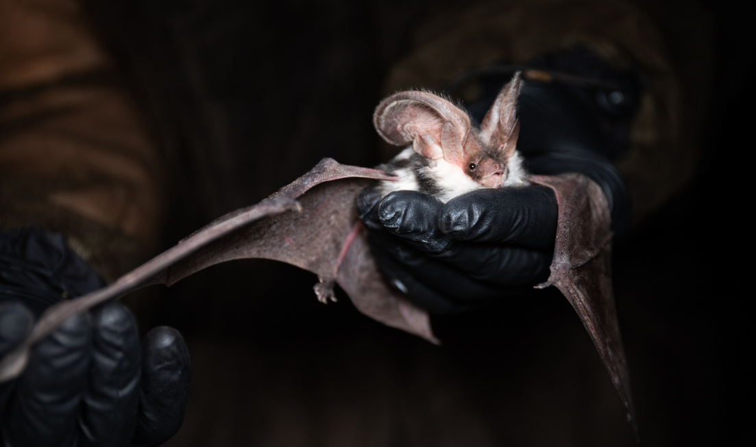 Gloved hands hold a tiny bat.