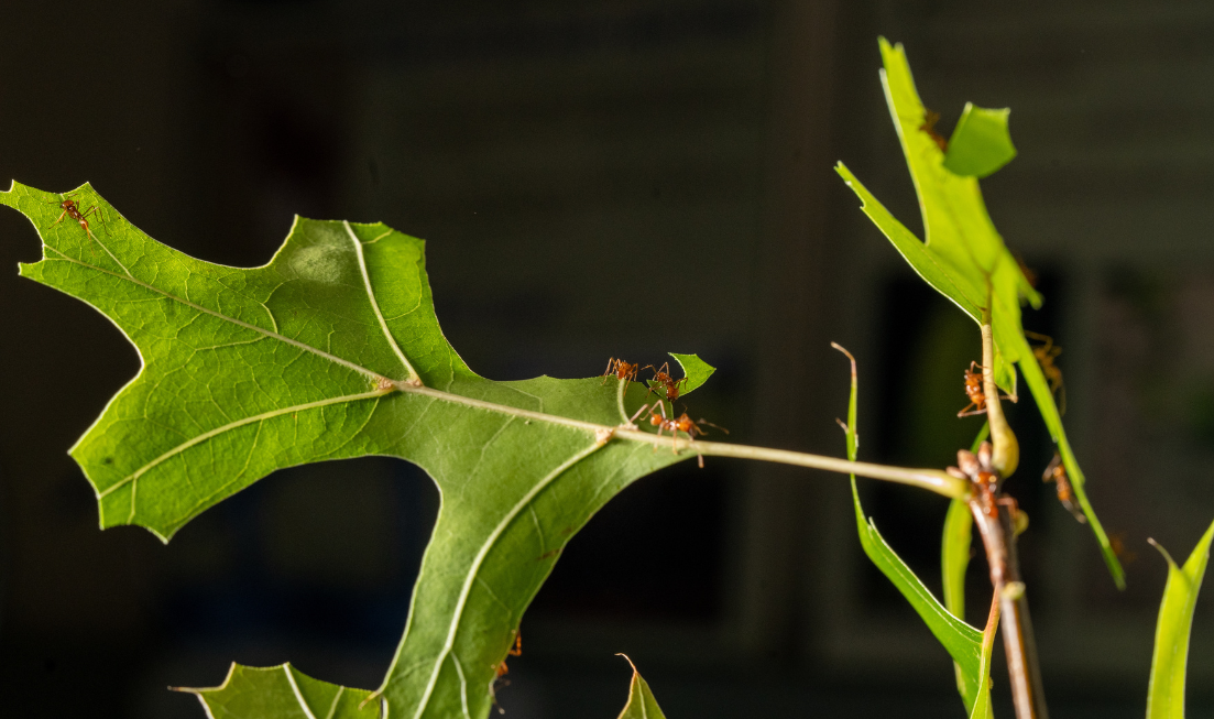 A closeup of leaf-cutter ants on a leafy twig in researcher Cameron Currie's lab.