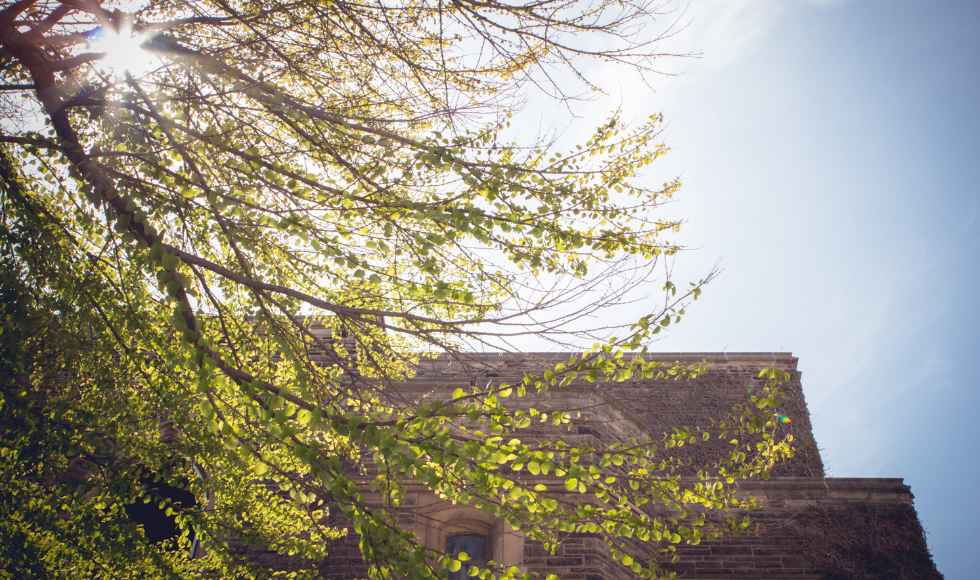 A tree's leafy branches, seen from below, take most of the foreground of the image, with the sun shining through them and a stone McMaster building in the background against a blue sky.