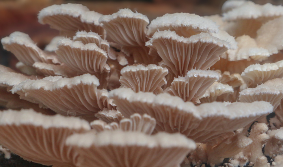 A close up shot of mushrooms.