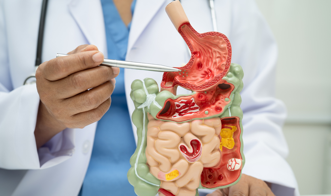 A person wearing a lab coat uses a pen to point out parts of a model of the digestive system.