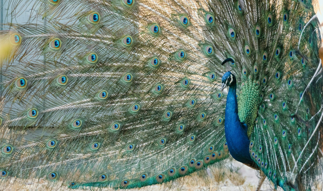 A peacock with his tail fanned out